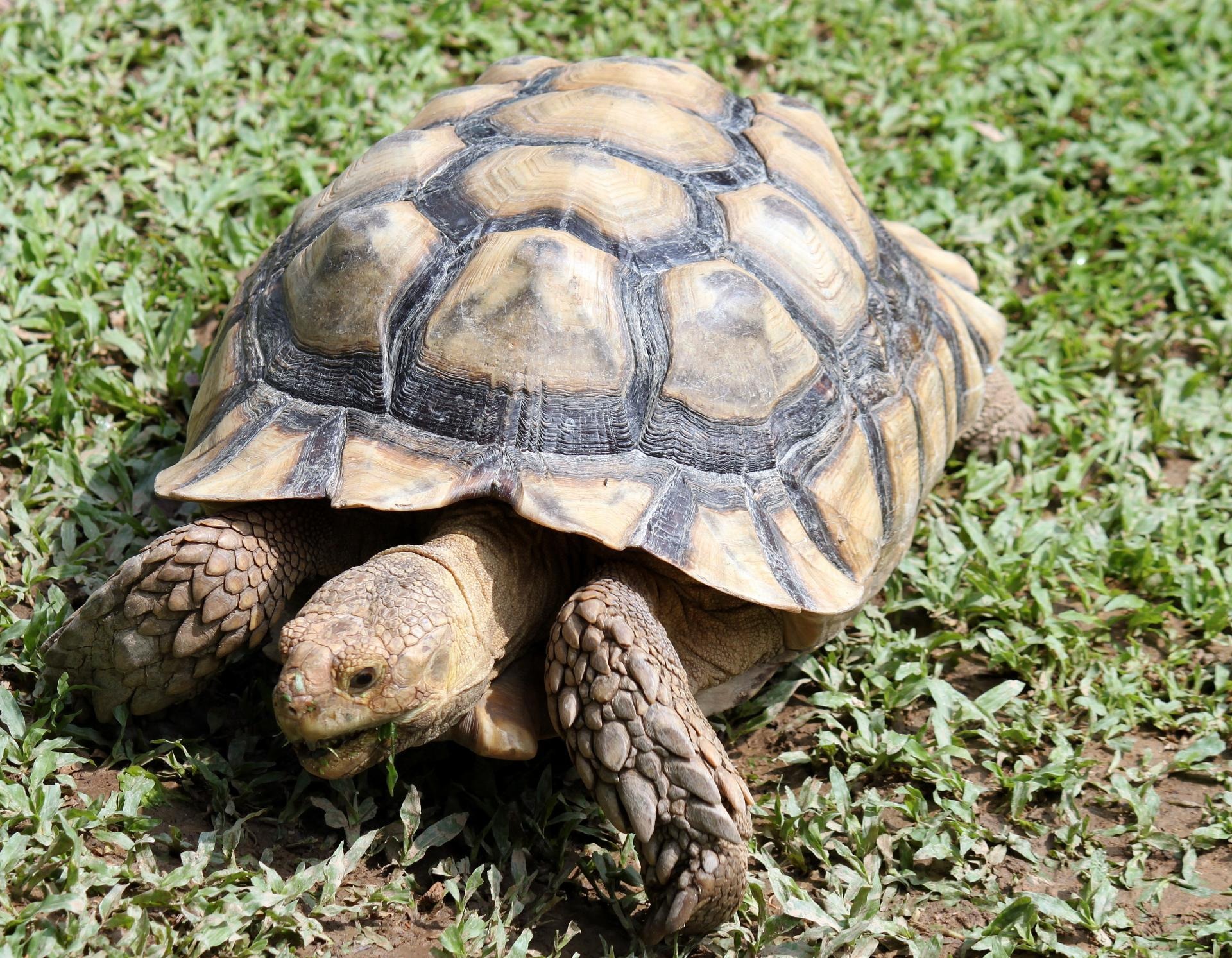 Tortoise is eating grass free image download