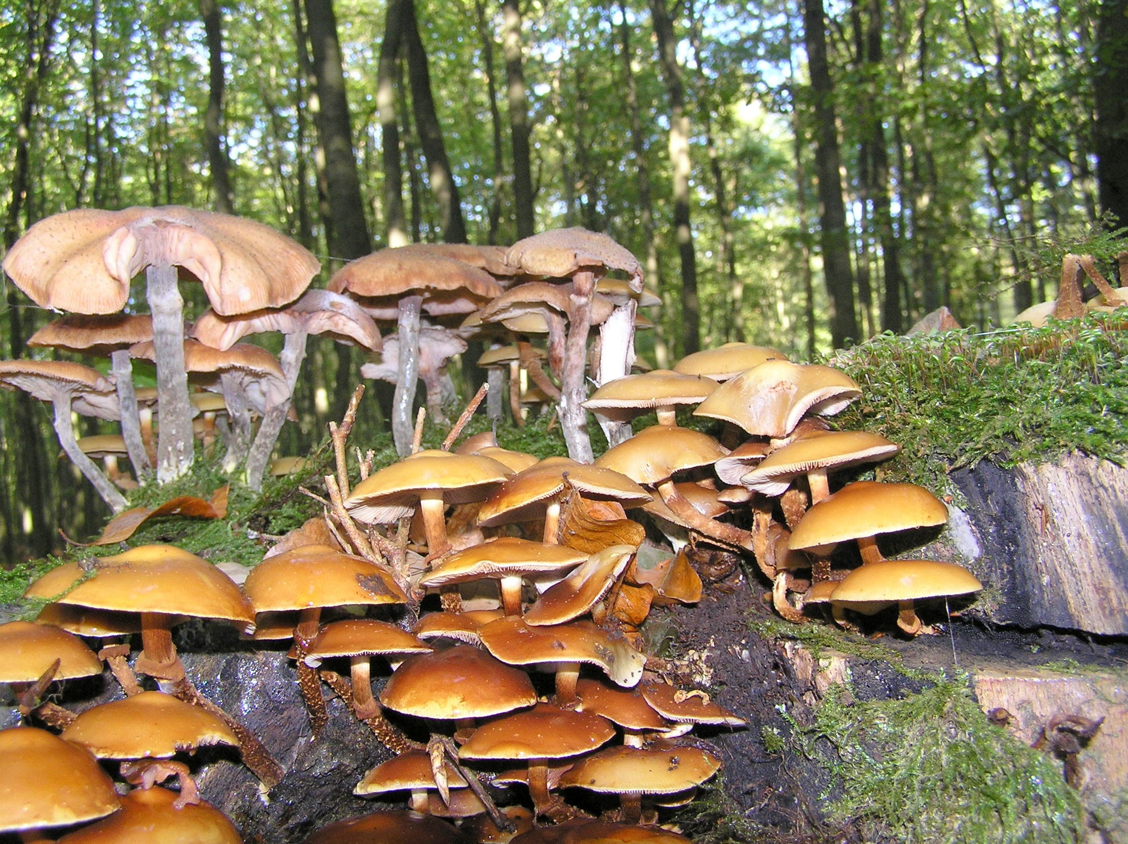 Осенние съедобные грибы в Сосновом лесу