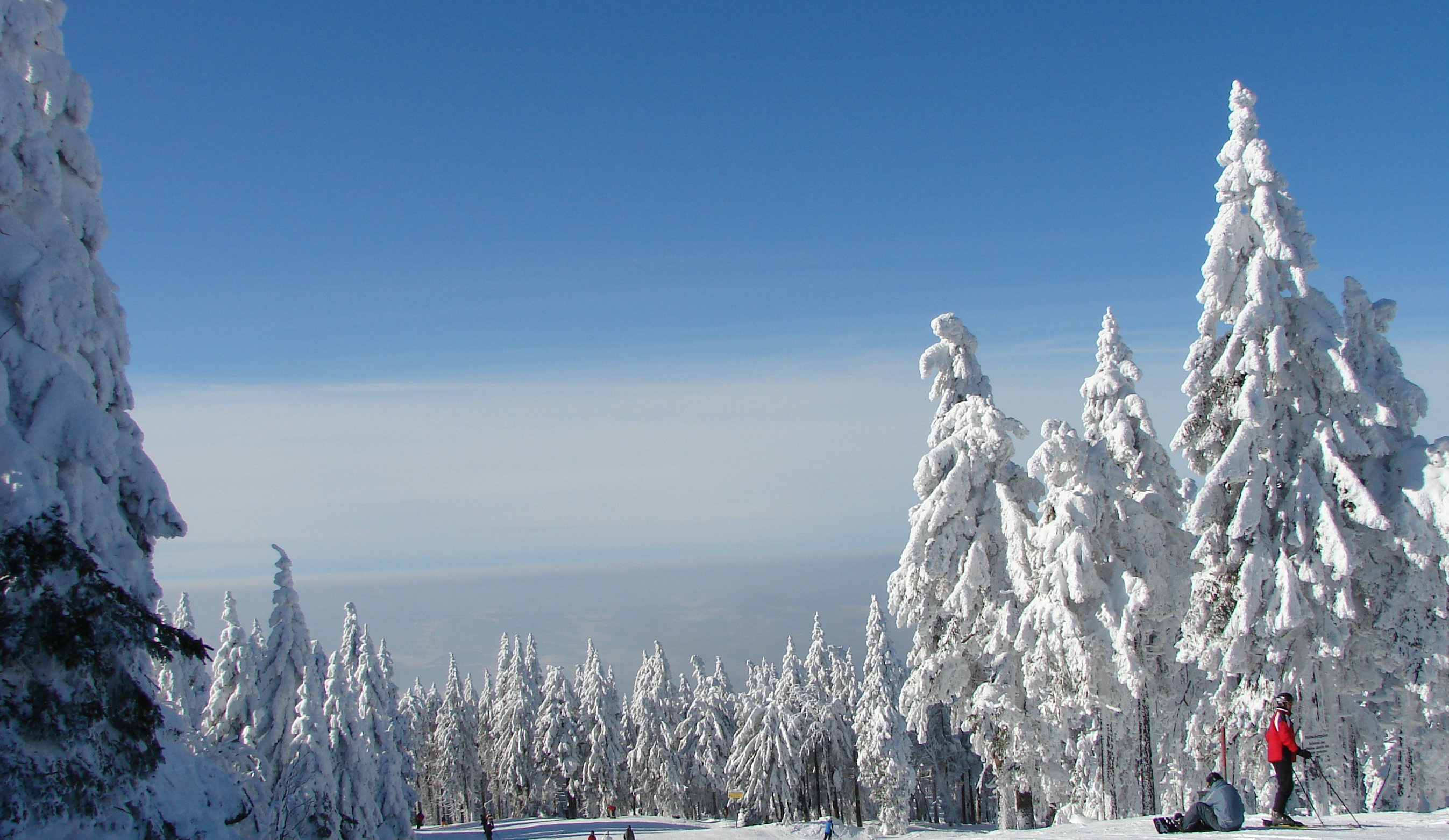 Snowy trees in mountains scene free image download