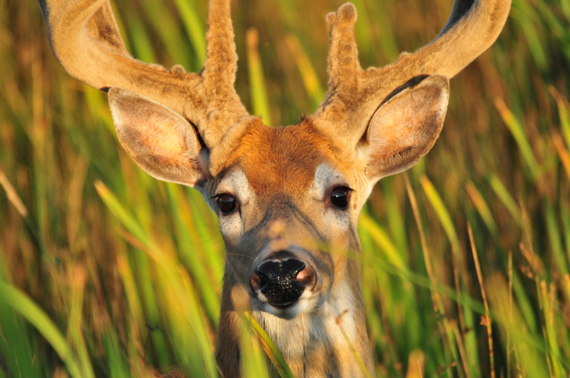 portrait-of-a-young-deer-among-nature-free-image-download