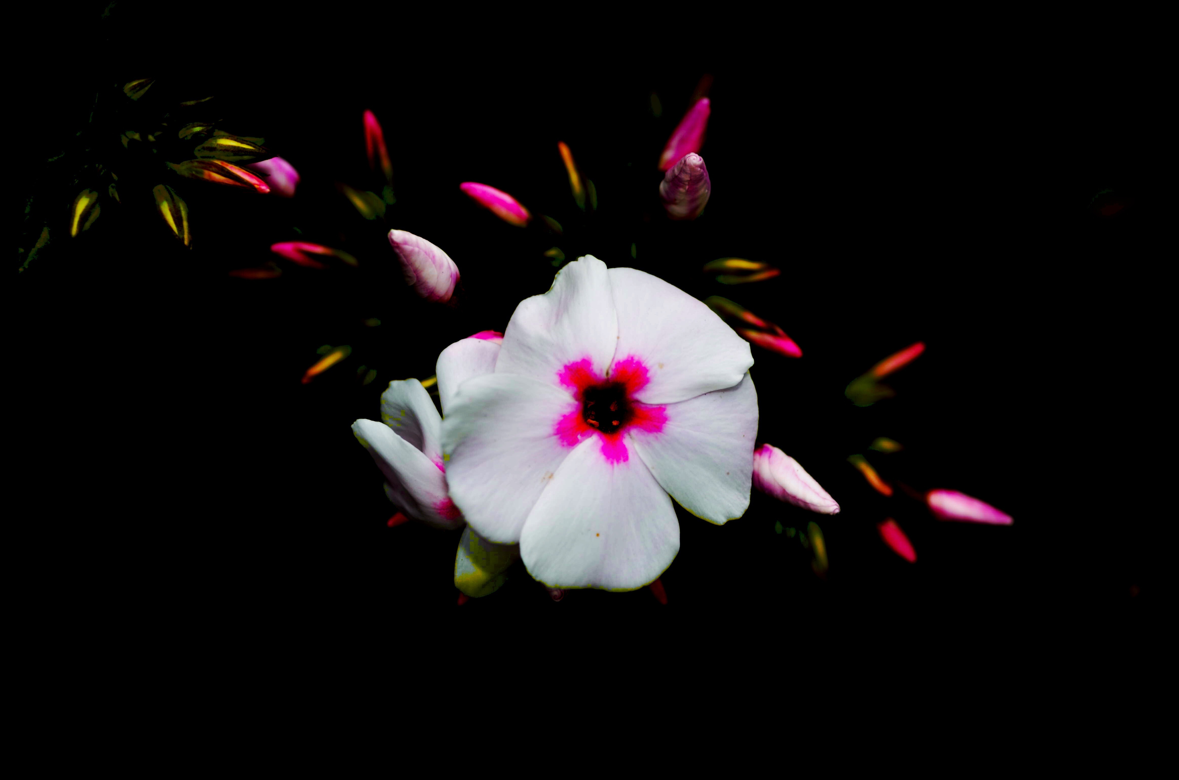 branch-with-white-flowers-in-the-dark-free-image-download