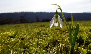 lonely snowdrop in spring