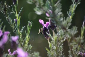 bees pollinate lavender flowers at blurred background