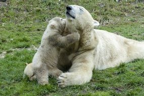 Polar bear with offspring on the green grass