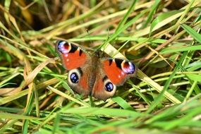 Butterfly on green leaves of grass
