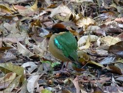 Noisy pitta bird