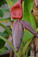 banana flower in tropics