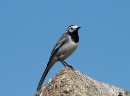 white wagtail on the rock against the blue sky