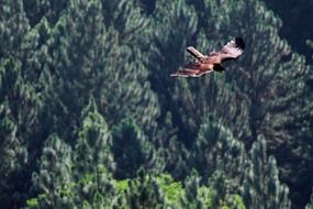 bird of prey fly