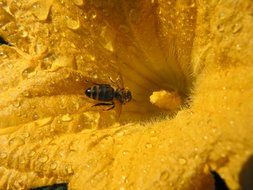 closeup photo of wasp on the yellow blossom