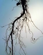 tree roots hanging at sky