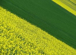 panorama of yellow-green field