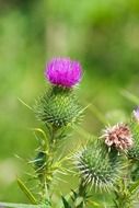 young purple thistle flower