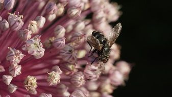 insect on a pink inflorescence of garlic