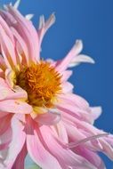 pink open dahlia flower at blue sky