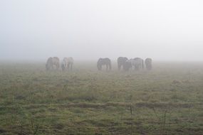 Horses in fog