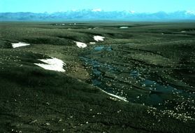 herd of animals in the mountains in Alaska