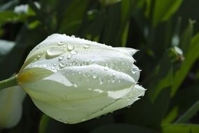 unimaginable white flower nature