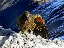 kea bird in New Zealand