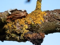 road nature lichen