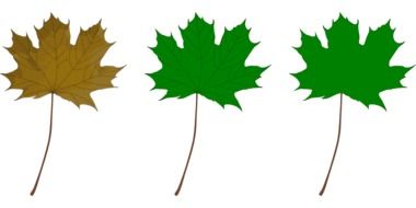 Maple leaves on a white background