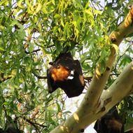 A bat on a tree branch