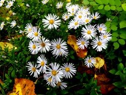 autumn white daisy