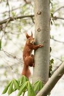 squirrel on a tree trunk with green leaves