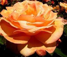 orange rose flower closeup