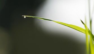 water drop on the grass blade