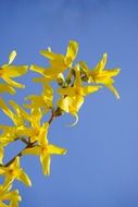 gold forsythia flower blossom