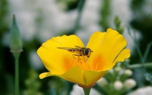 bee in flight over the yellow flower