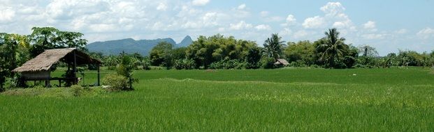 barn and rice field in Thailand