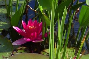 beautiful scarlet lily in an overgrown pond