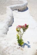blooming plant at desert with colorful flowers