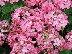 Beautiful pink flowers blossom in spring close-up