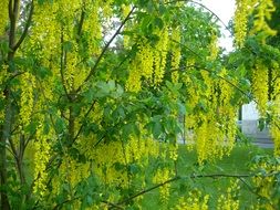 tree with green leaves in the forest close-up
