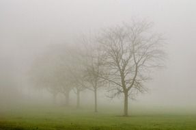 trees in fog park landscape