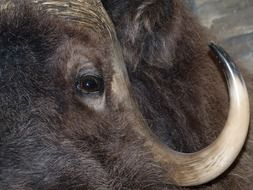 bison head with horn