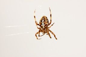 spider animals