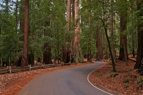 road redwoods forest trees