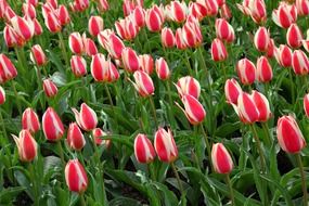 A lot of the beautiful colorful blooming flowers