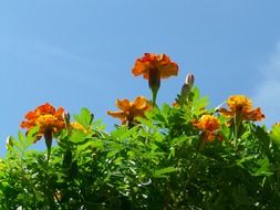 thickets of Turkish carnations in the bright sun