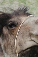 camel close-up