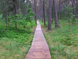 Wooden path in the beautiful forest