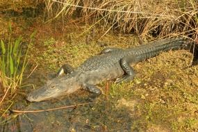 crocodile in its natural environment