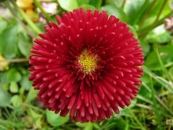red daisy close-up on blurred background