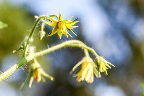 tomato green plant growing on a blurred background