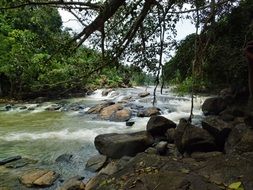 Landscape of water stream in a forest on a rock