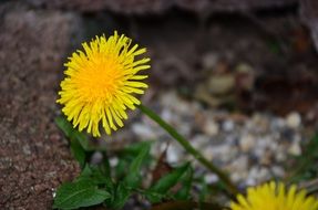 yellow dandelion spring flower